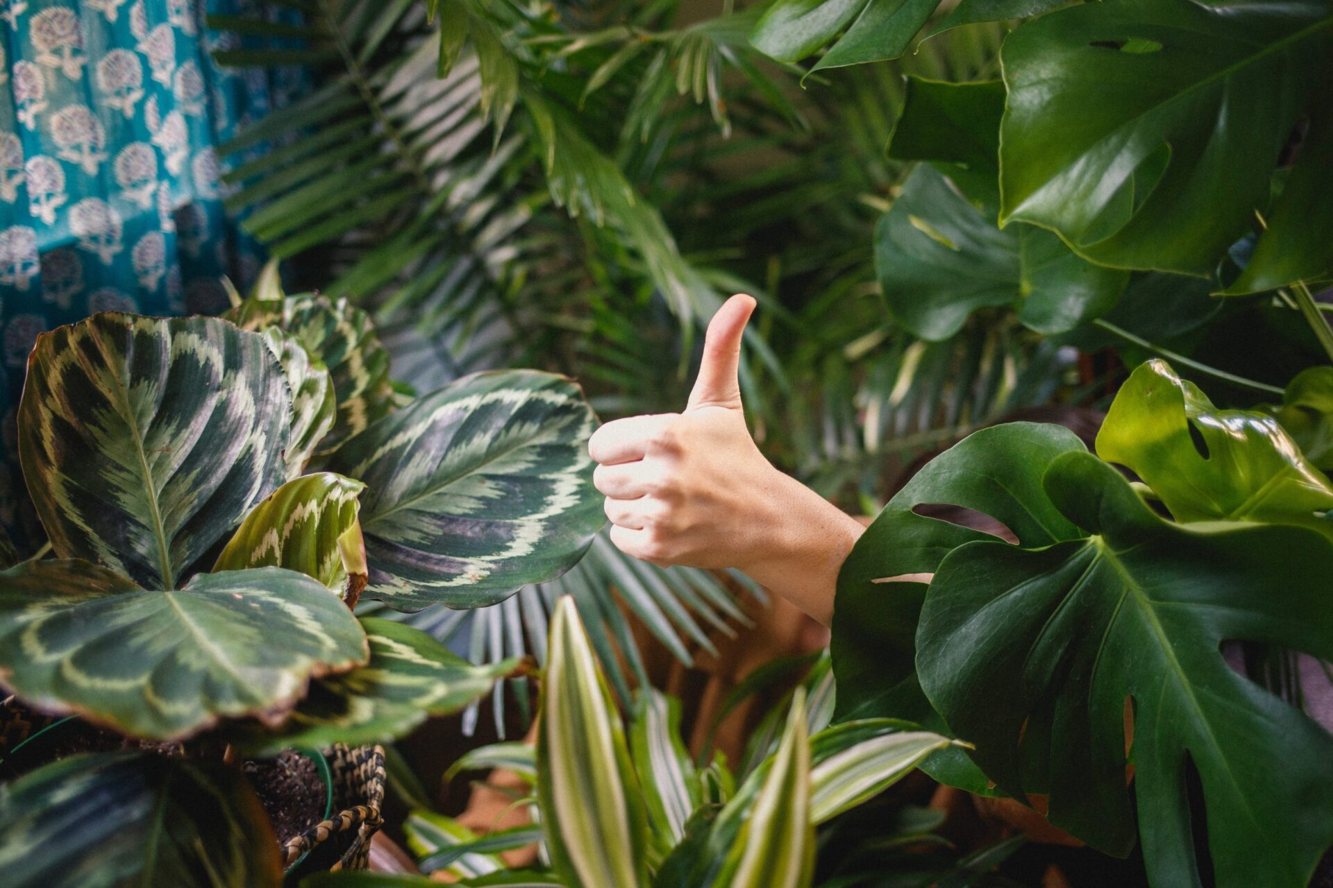 Plant Life: The Top 5 Best Indoor Plants for Your Home - Hunters Estate  Agents & Letting Agents